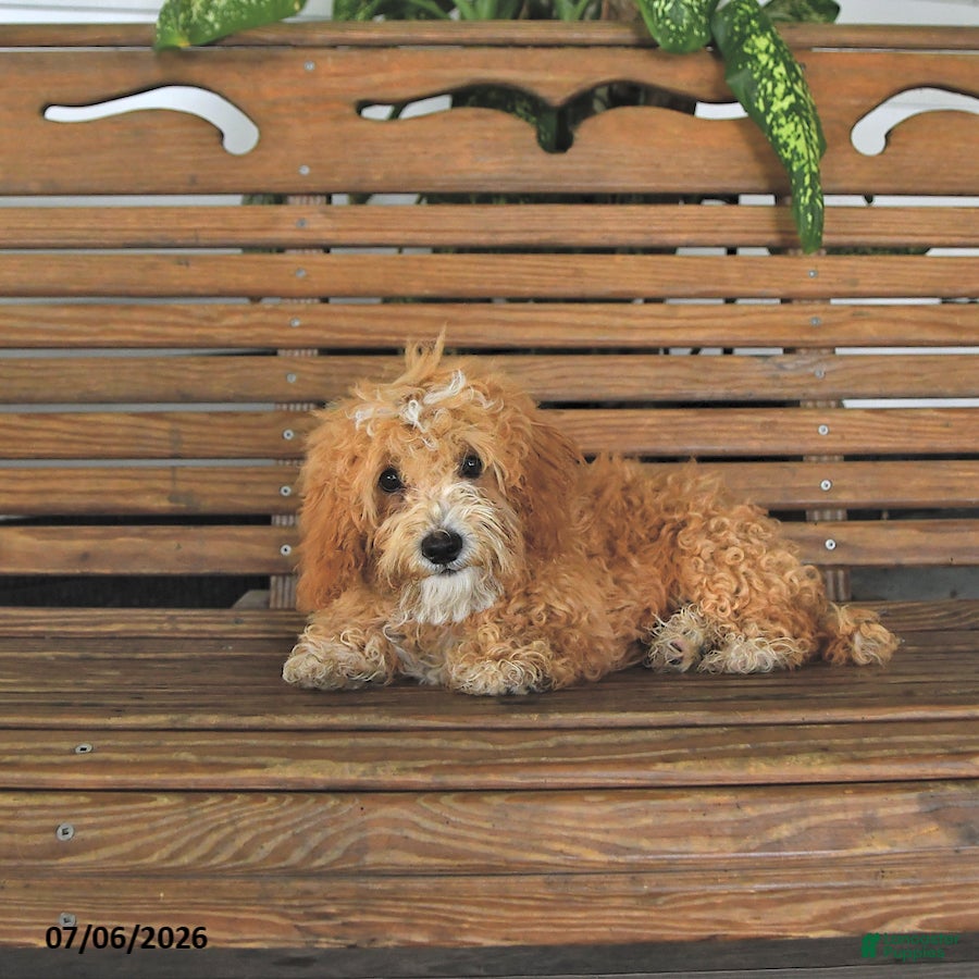 Mixed Breed dogs Rover - Ad 2