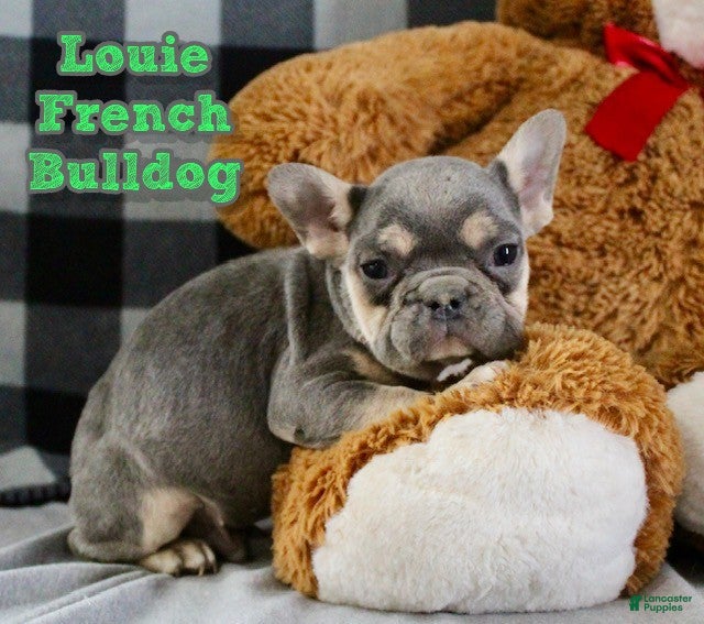 French Bulldog dogs Louie - Ad 1