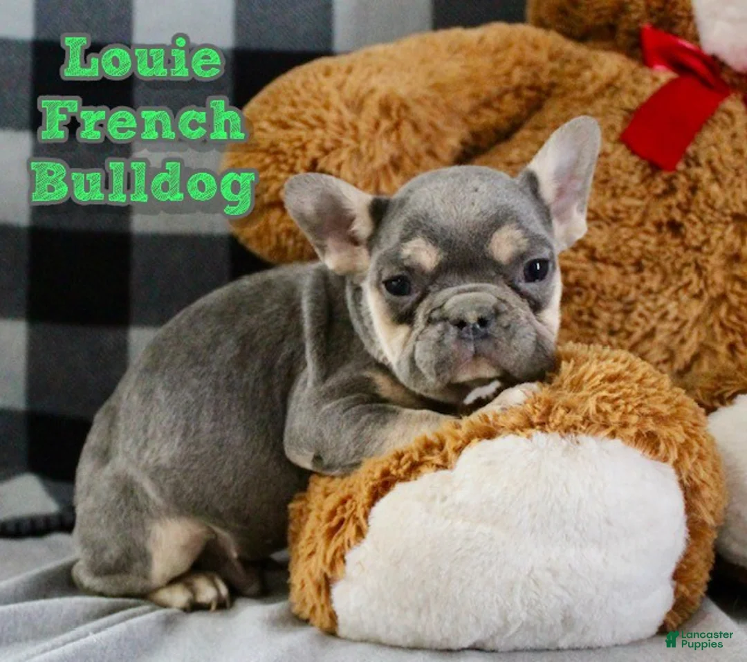 French Bulldog dogs for sale: Louie - Ad 1