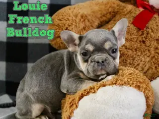 French Bulldog dogs for sale: Louie - Ad 2