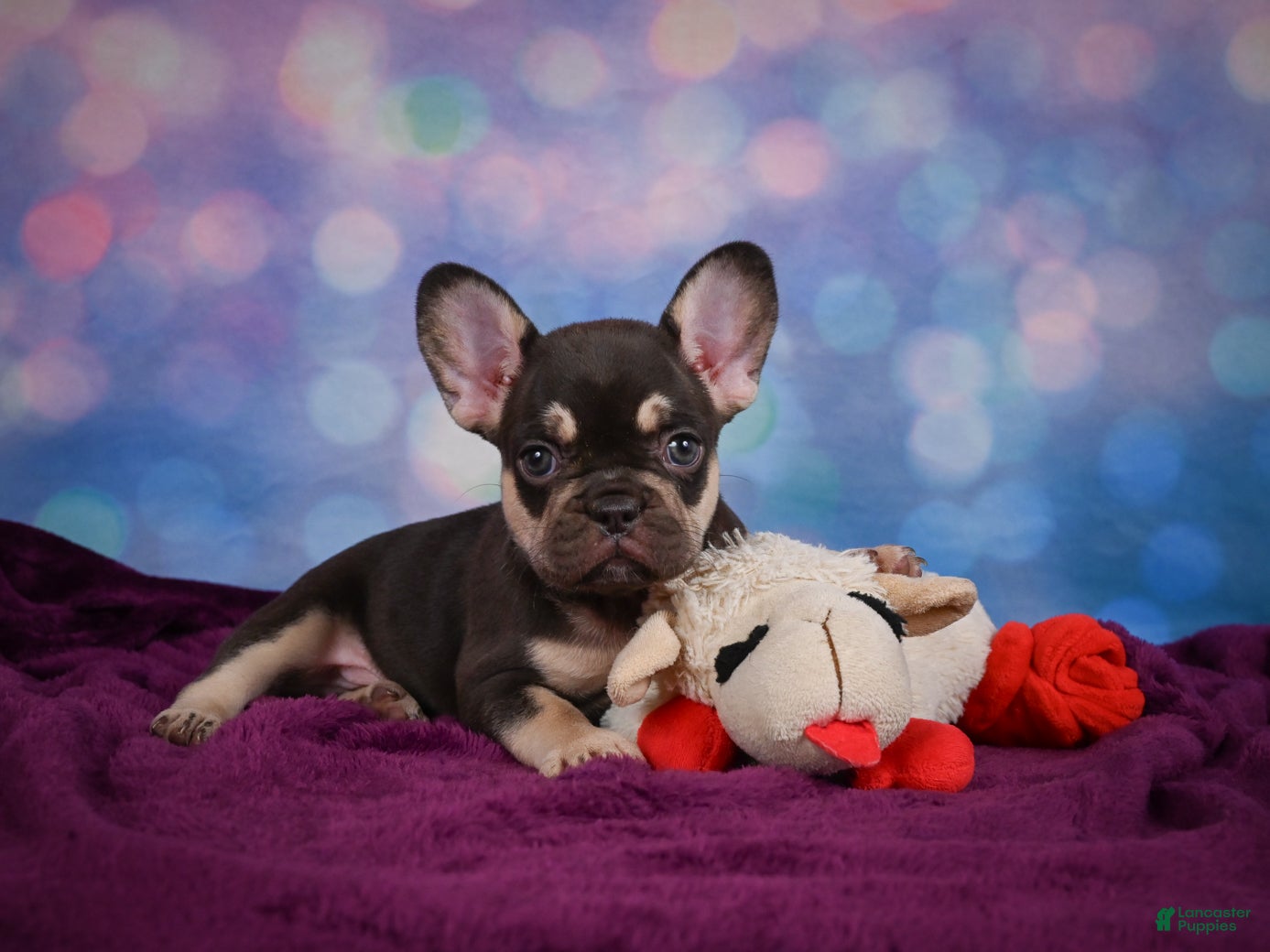 French Bulldog dogs Debbie - Ad 1