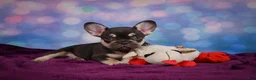 French Bulldog dogs for sale: Debbie - Ad 8