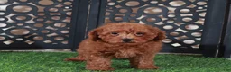 Miniature Poodle dogs for sale: Darla Sweet Red Female Poodle - Ad 3