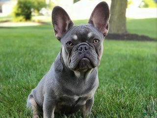 French Bulldog dogs - Ad 36