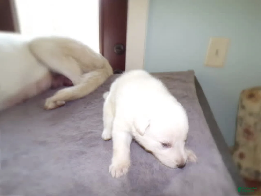 German Shepherd dogs for sale: Duchess - Ad 2