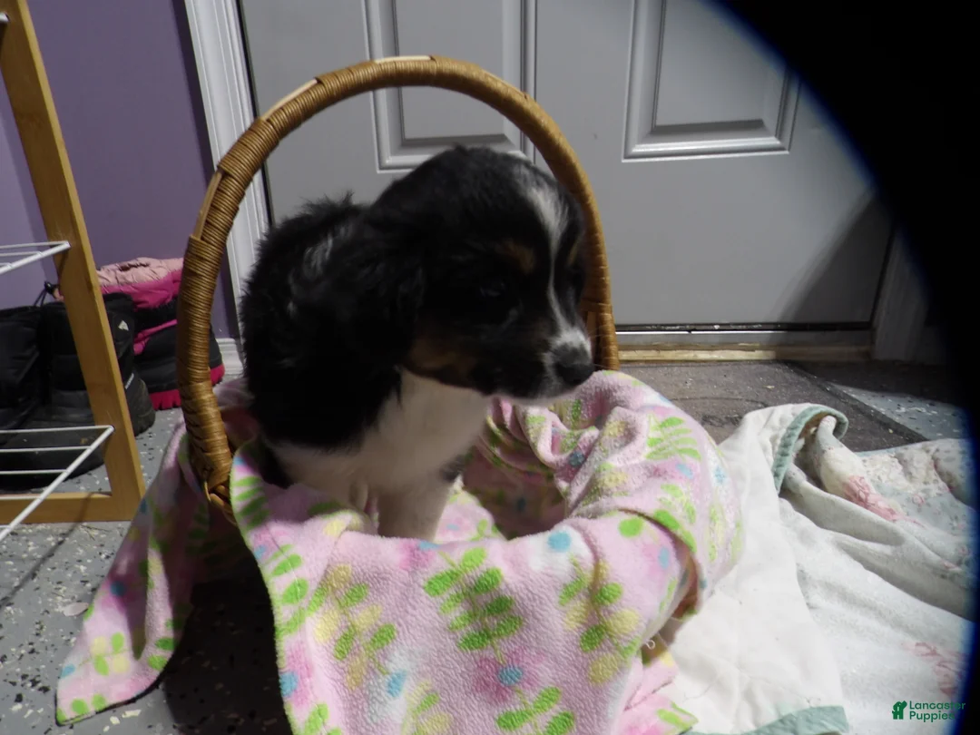 Miniature Australian Shepherd dogs for sale: Meggy - Ad 2