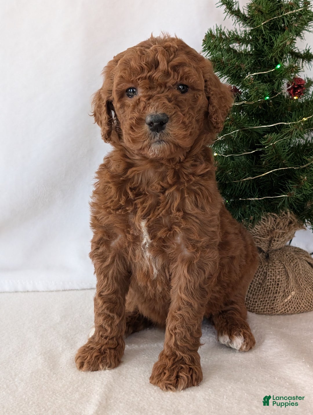 Goldendoodle dogs for sale: Miss Abby  - Ad 6