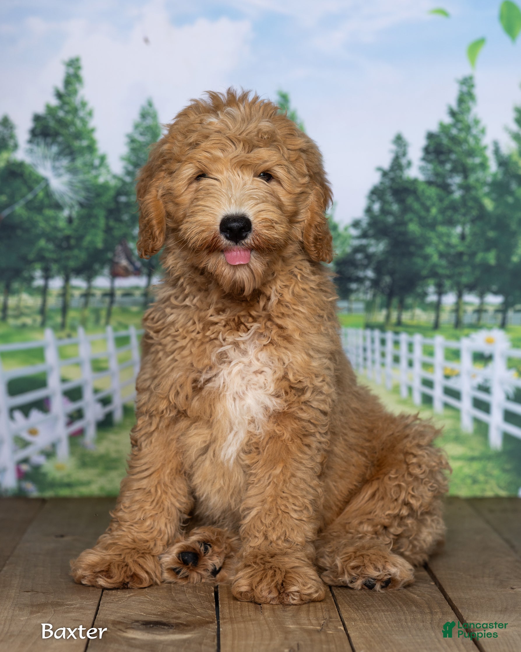 Mini Goldendoodle dogs Baxter - Ad 2