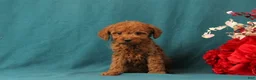 Mini Goldendoodle dogs for sale: October - Ad 3