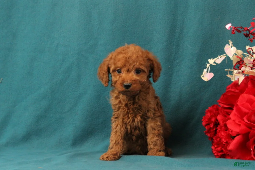 Mini Goldendoodle dogs for sale: October - Ad 3