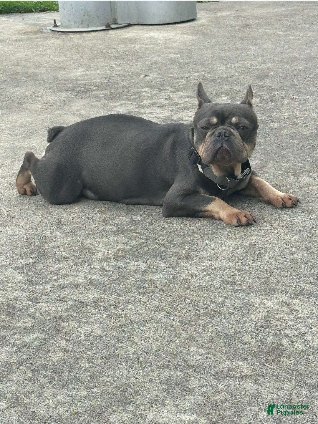 French Bulldog dogs for sale: Peppa - Ad 12