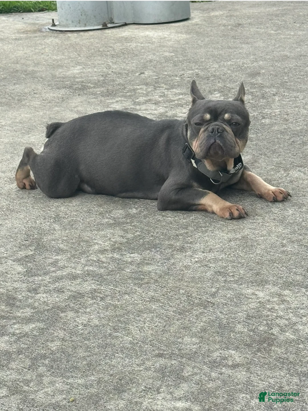 French Bulldog dogs for sale: Peppa - Ad 12