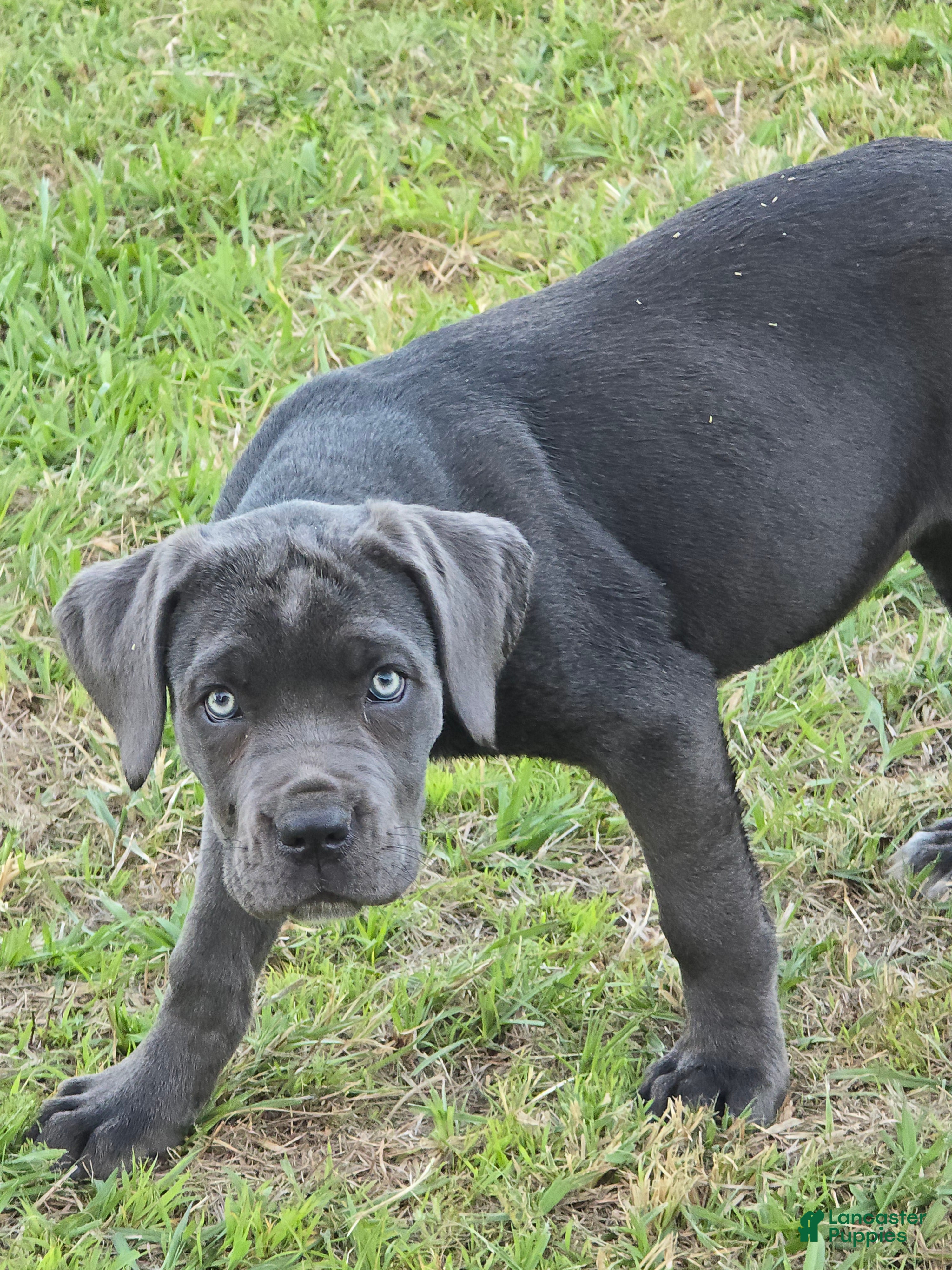 Cane Corso dogs Cane Corso Puppy 5 - Ad 2