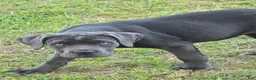 Cane Corso dogs for sale: Cane Corso Puppy 5 - Ad 2