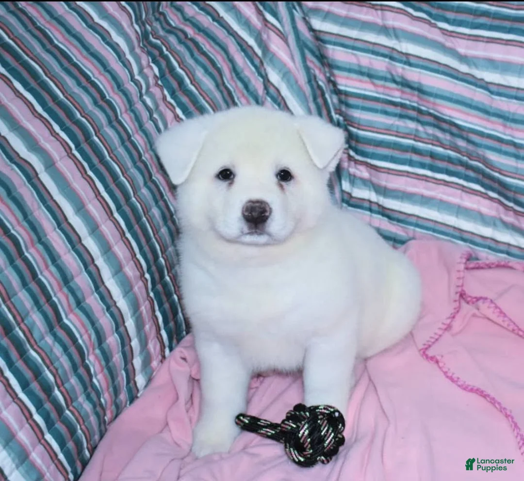 Akita dogs for sale: Zina - Ad 3