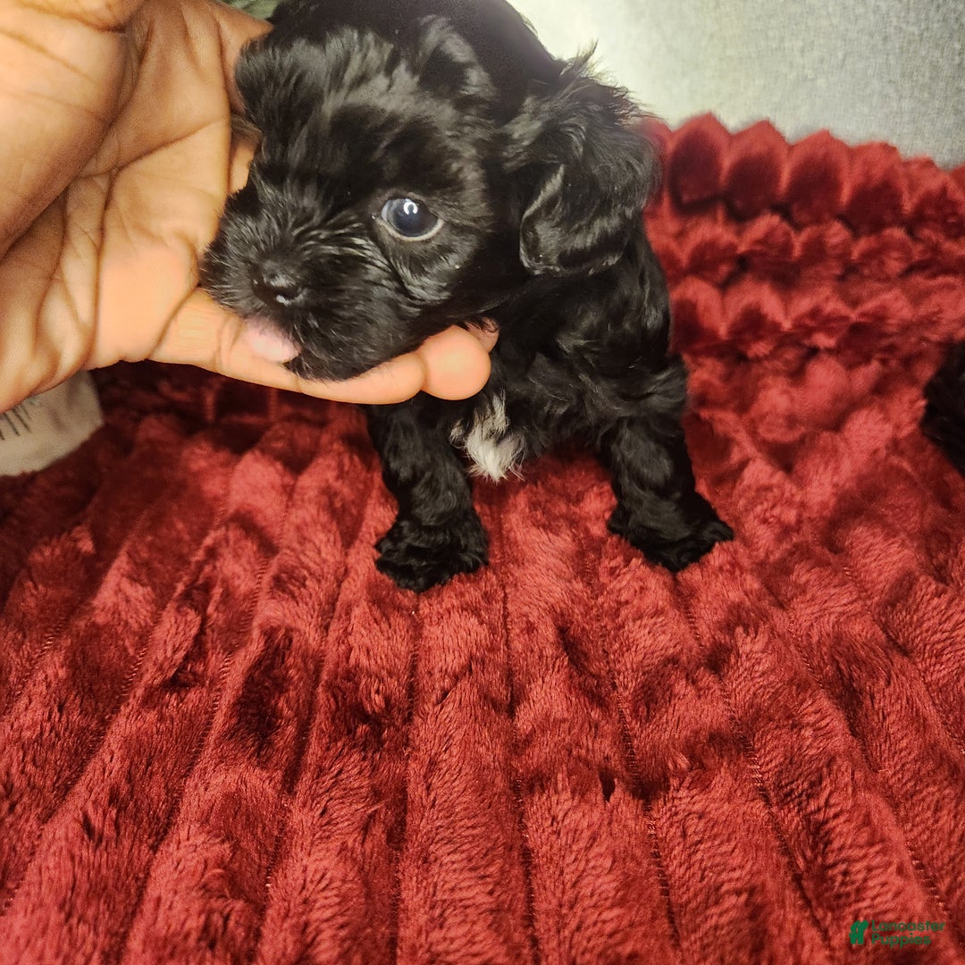 Shihpoo dogs for sale: Orange Collar Puppy 2 - Ad 2