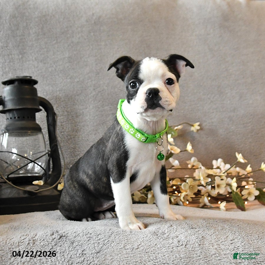 Boston Terrier dogs Raspberry - Ad 1