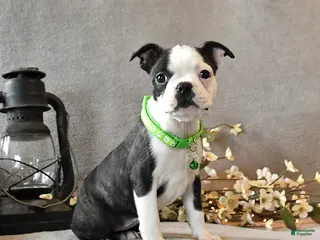 Boston Terrier dogs for sale: Raspberry - Ad 4