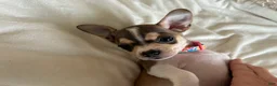 Chihuahua dogs for sale: Chihuahua 3 - Ad 3