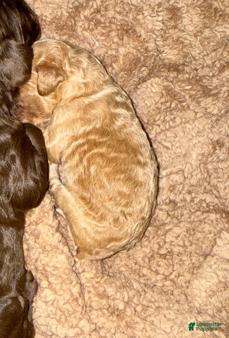 Standard Poodle dogs Standard Poodle Puppy 3 - Ad 34