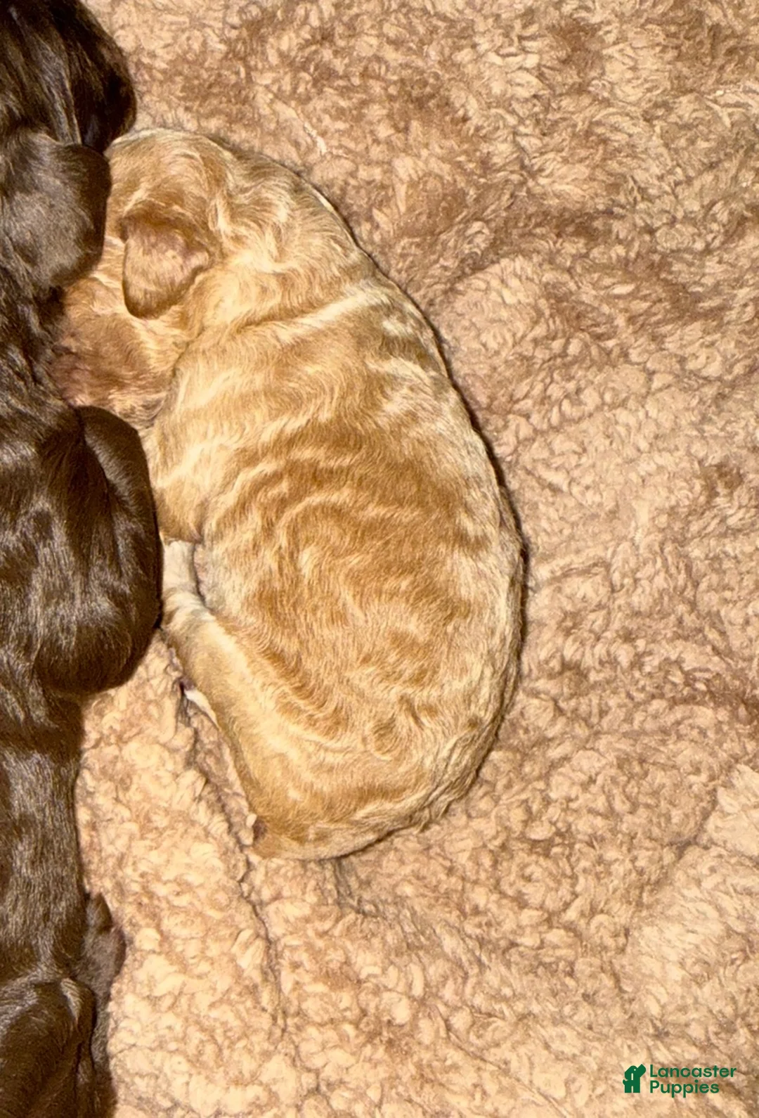 Standard Poodle dogs for sale: Standard Poodle Puppy 3 - Ad 1