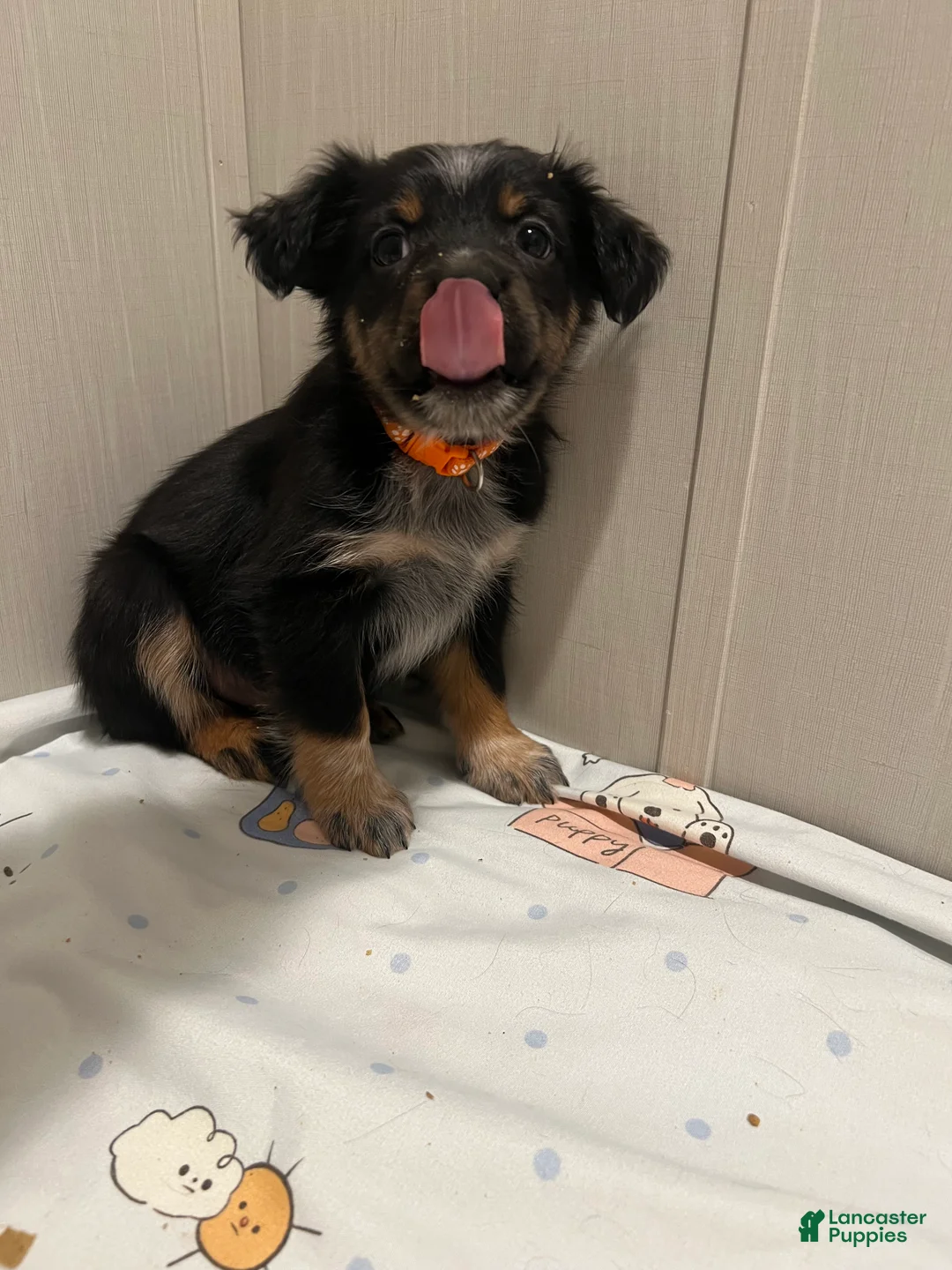 Mixed Breed dogs for sale: Prancer  - Ad 2