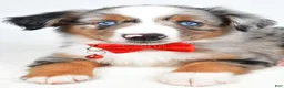 Miniature Australian Shepherd dogs for sale: Marshall - Ad 7