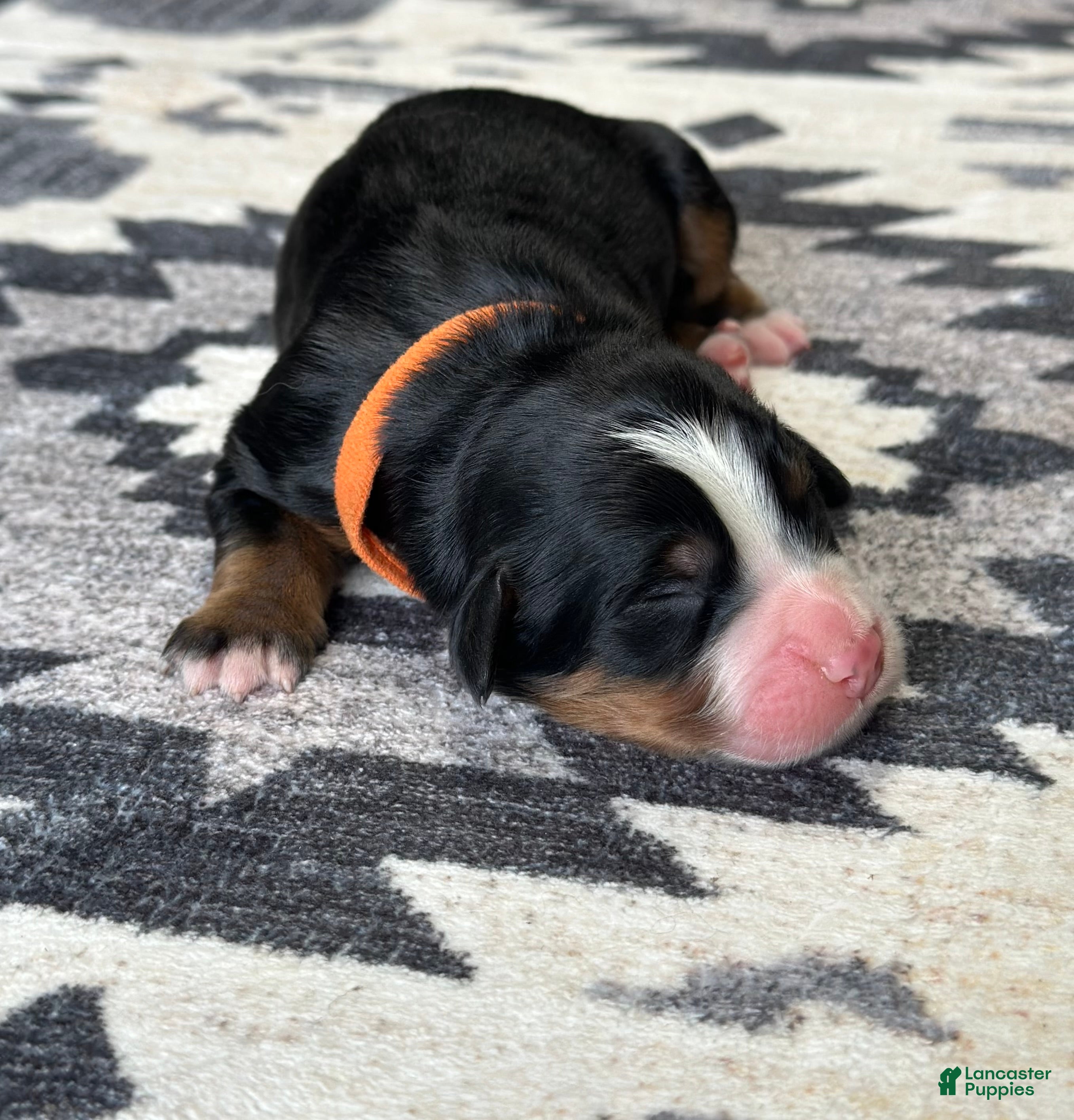 Bernese Mountain Dog dogs Dutton - Ad 33