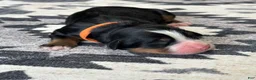 Bernese Mountain Dog dogs for sale: Dutton - Ad 1