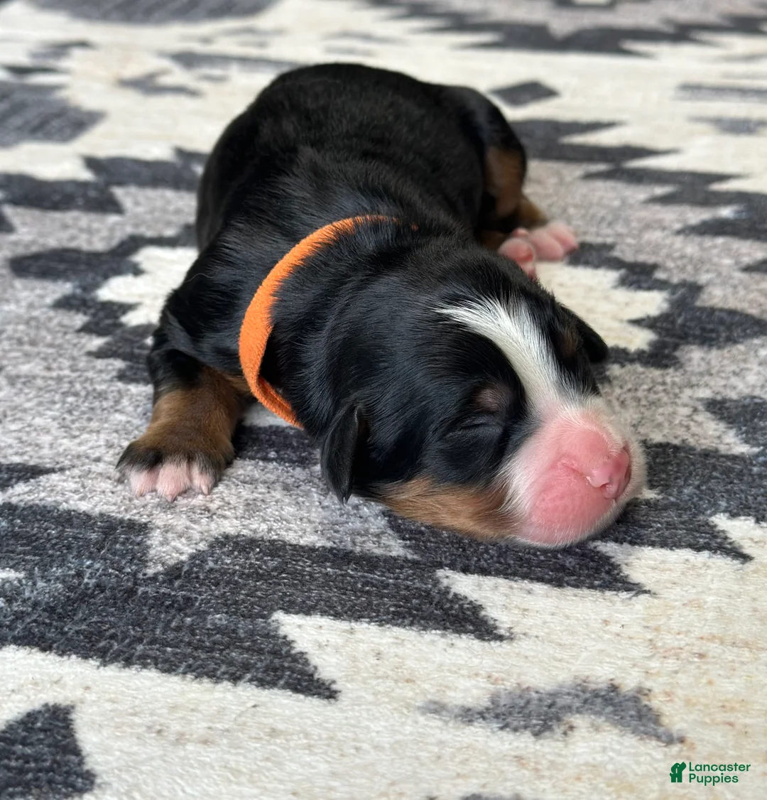 Bernese Mountain Dog dogs for sale: Dutton - Ad 1