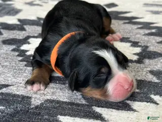 Bernese Mountain Dog dogs Dutton - Ad 9