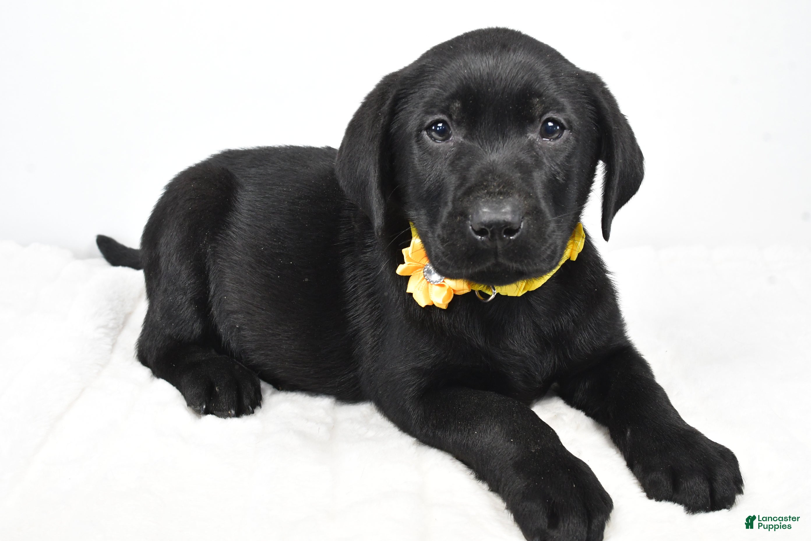 Labrador Retriever dogs Rusty - Ad 22