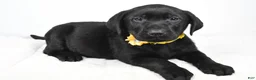 Labrador Retriever dogs for sale: Rusty - Ad 1