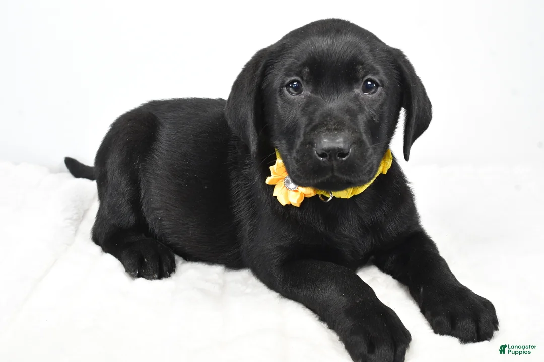 Labrador Retriever dogs for sale: Rusty - Ad 1