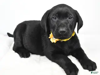 Labrador Retriever dogs Rusty - Ad 22