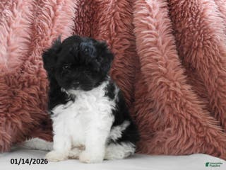 Pomapoo dogs Kasper - Ad 3