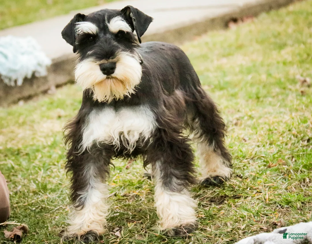 Miniature Schnauzer dogs for sale: Antonio - Ad 3