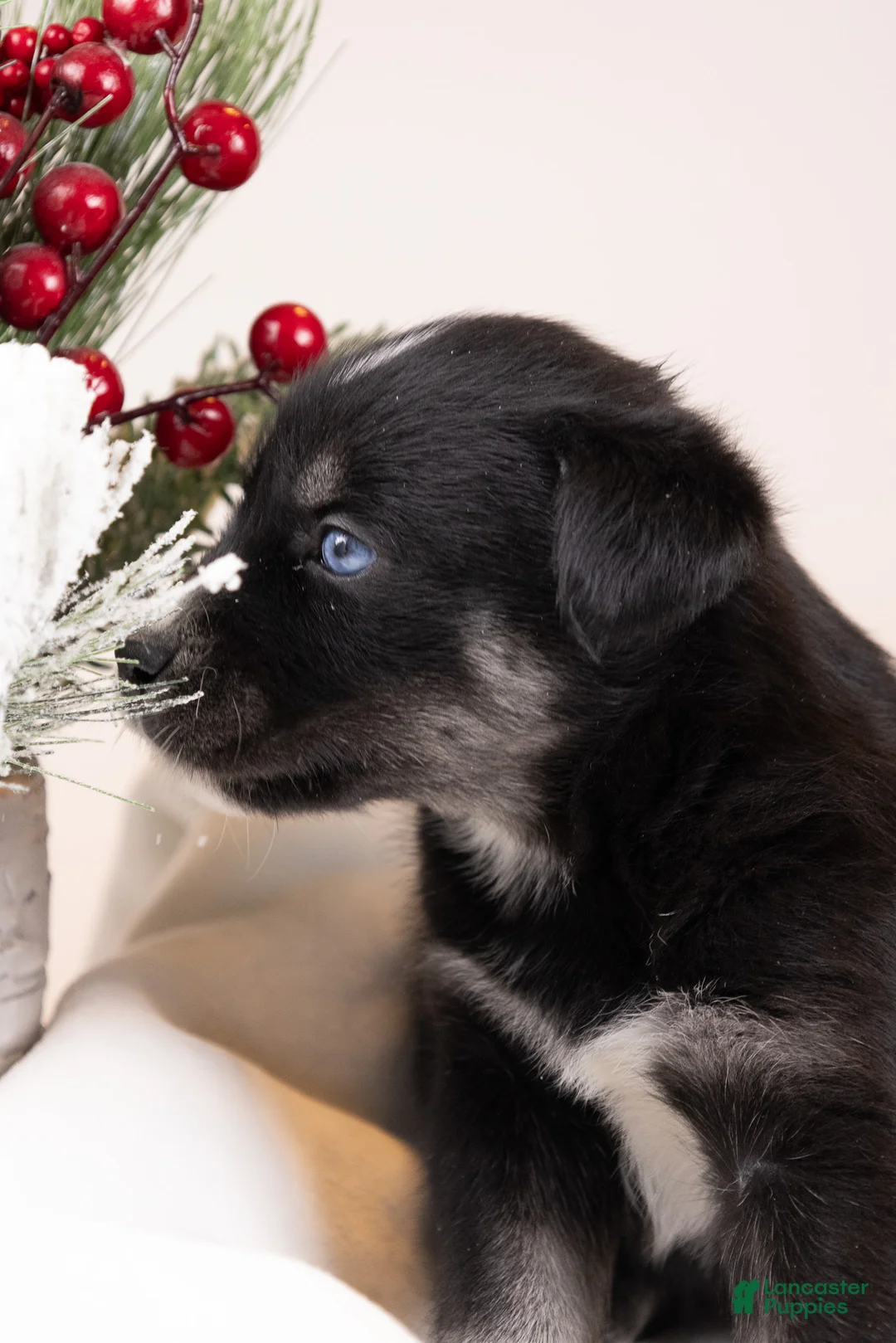 Goberian dogs for sale: Holly - Ad 41