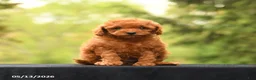 Toy Poodle dogs for sale: Tiny Amber - Ad 3