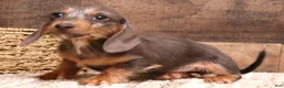 Miniature Dachshund dogs for sale: Wynnie blue/tan wirehair - Ad 4