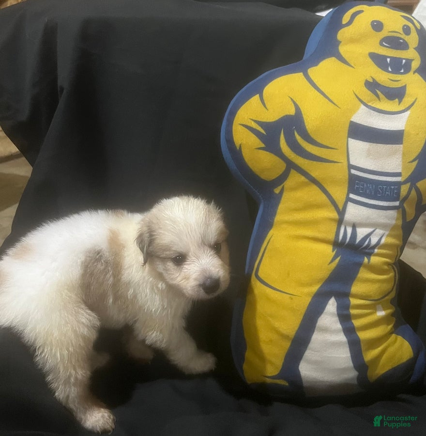 Great Pyrenees dogs Duke - Ad 2