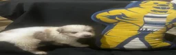 Great Pyrenees dogs for sale: Duke - Ad 2