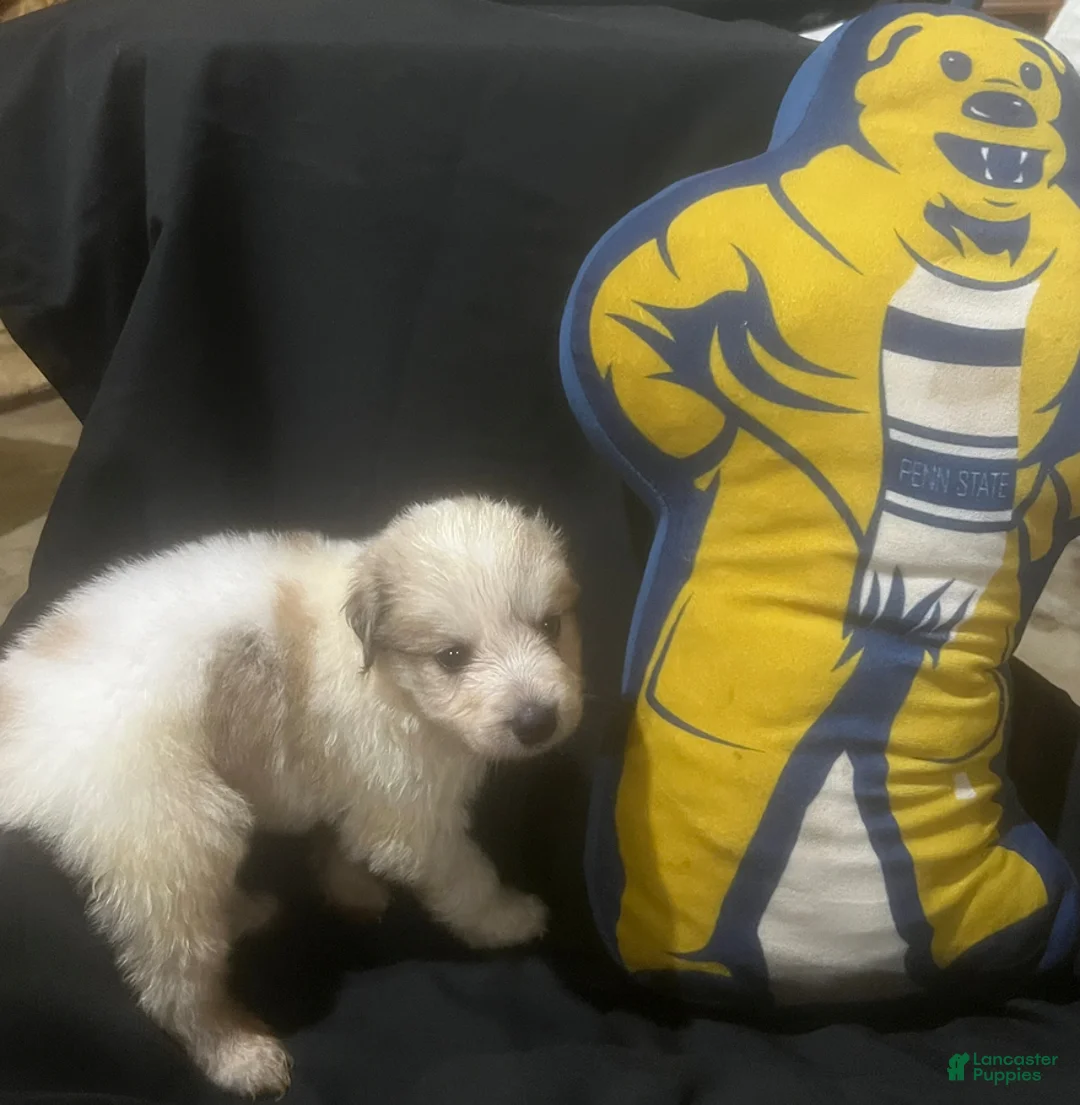Great Pyrenees dogs for sale: Duke - Ad 2