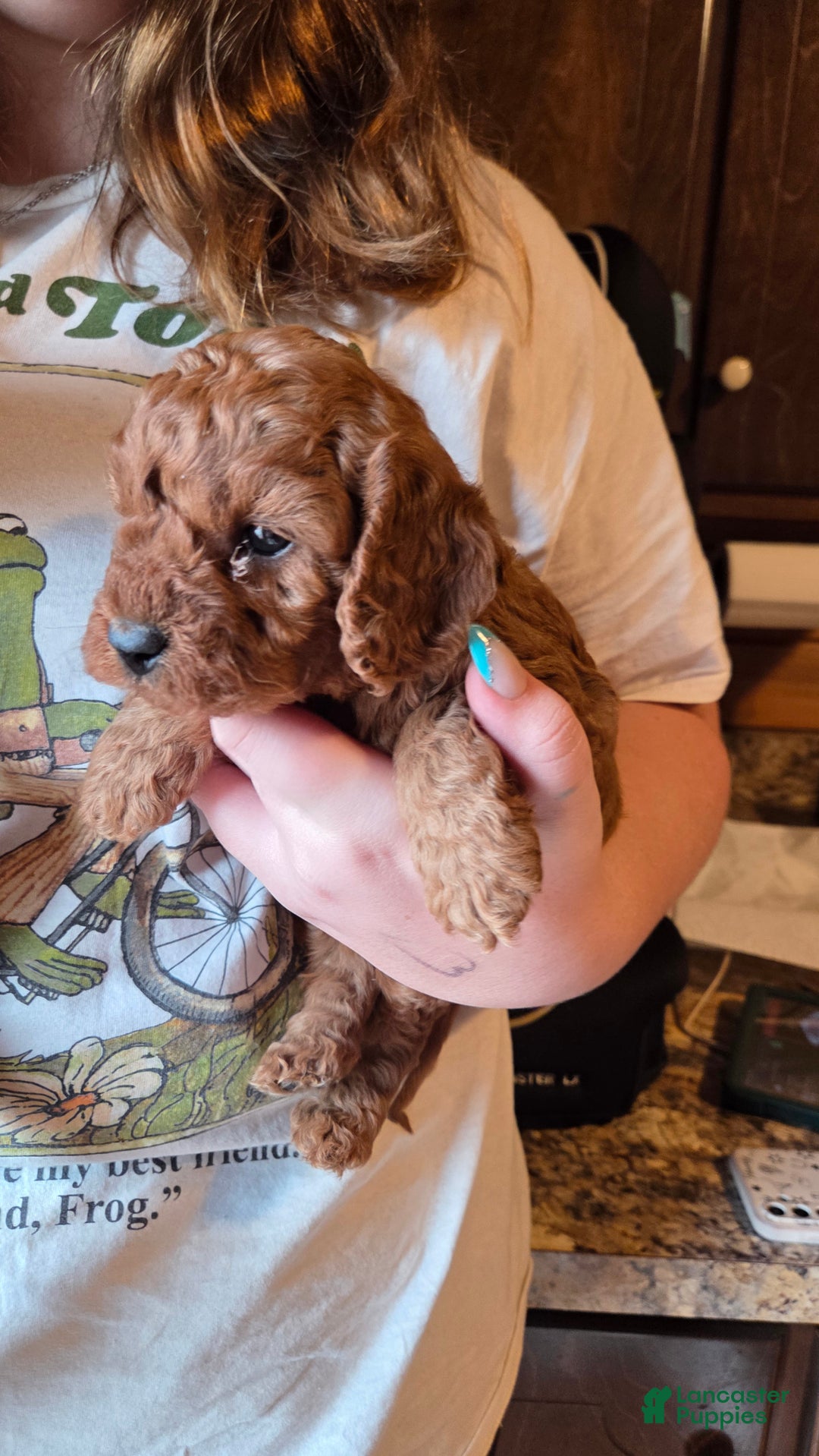 Cavapoo dogs for sale: Milo - Ad 10