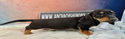 Miniature Dachshund dogs for sale: AKC import smooth - Ad 11