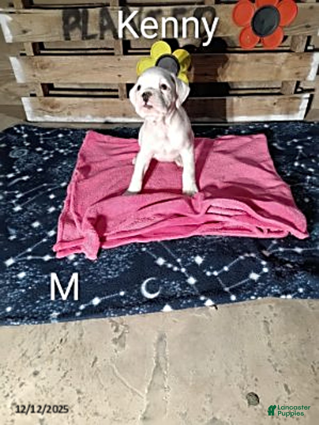 Boxer dogs for sale: Kenny - Ad 1