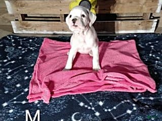 Boxer dogs Kenny - Ad 28