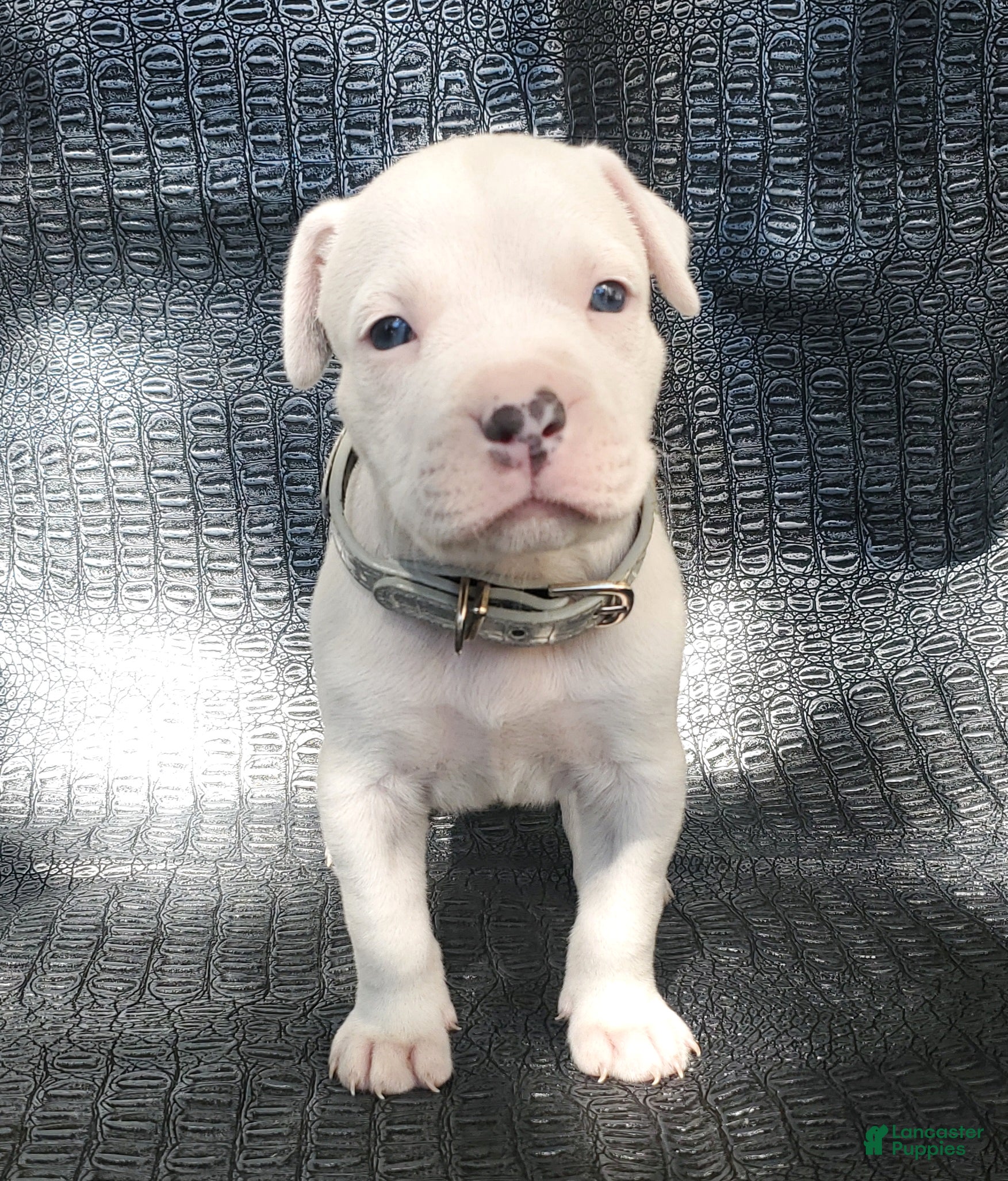 Xxl Pitbull Pure White Pitbull Puppies For Sale American Pit Bull