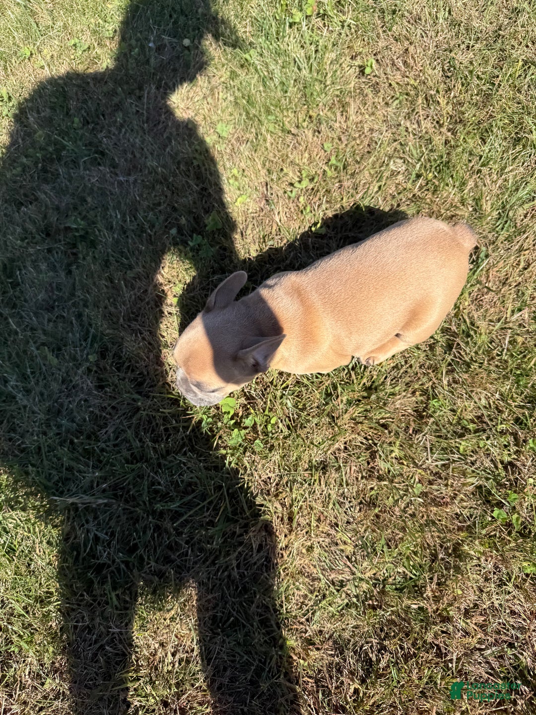 French Bulldog dogs for sale: Susan - Ad 10