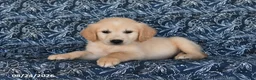 Golden Retriever dogs for sale: Olexa - Ad 5